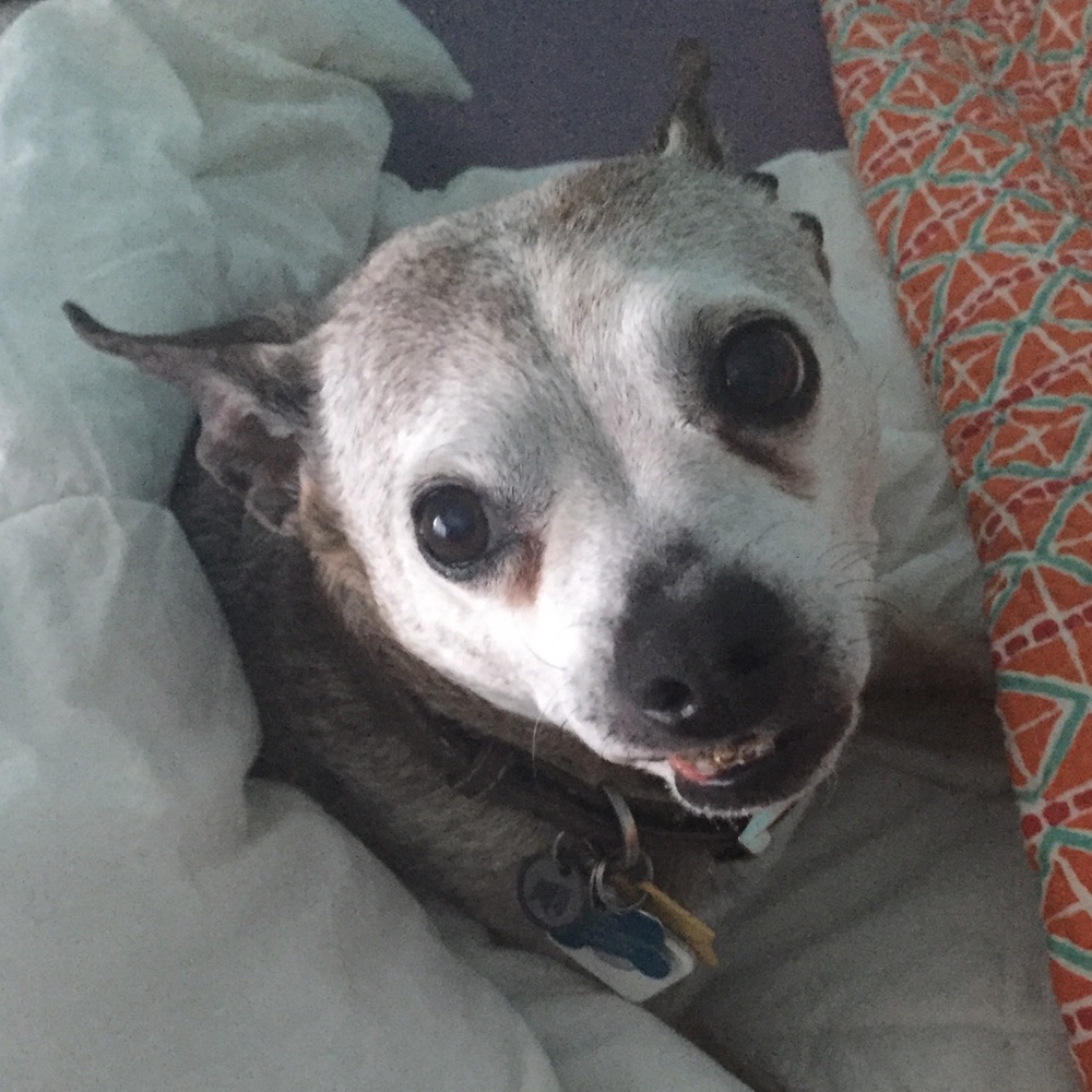 Meet your Posher, Grace